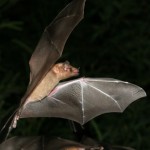 murcielago volando en la noche