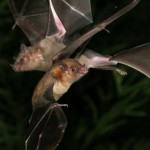 par de murcielagos en la noche