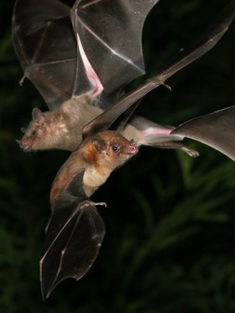 par de murcielagos en la noche