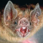 murcielagos
