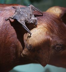 murcielago vampiiro alimentandose